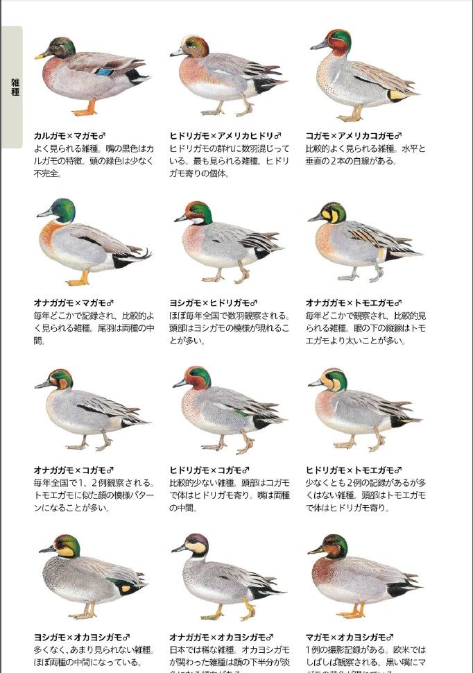 奇鸟行状录