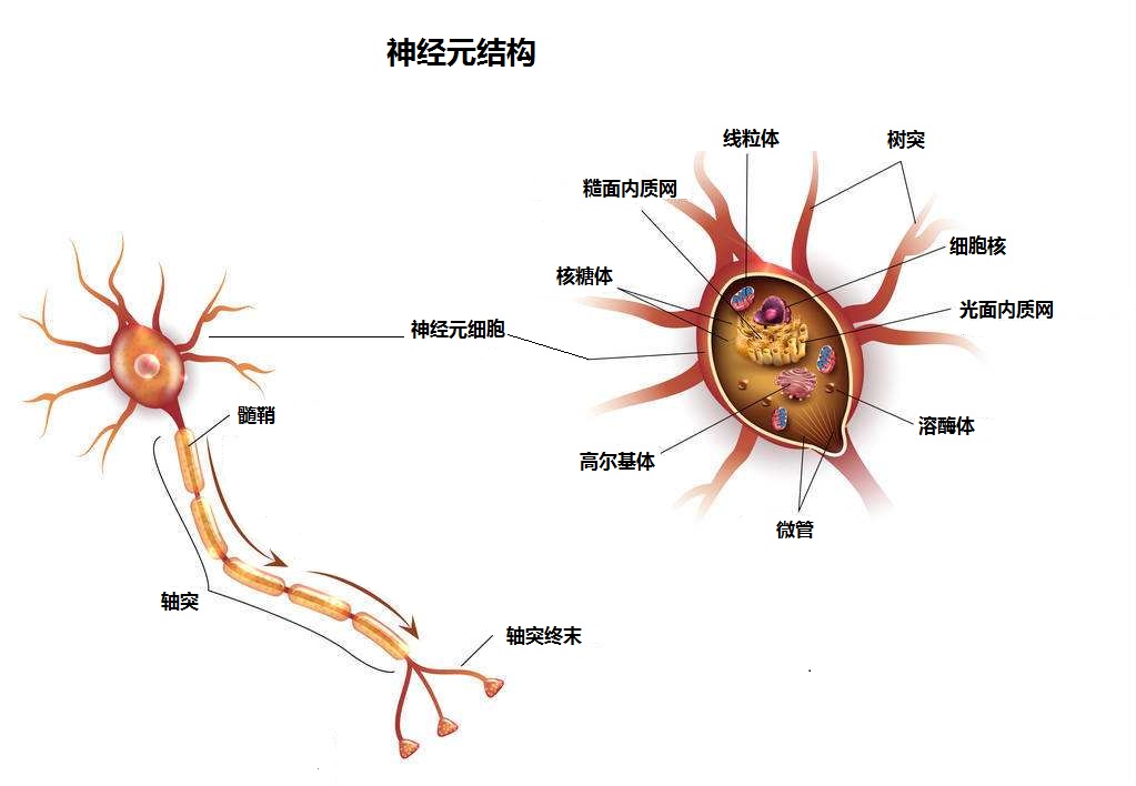 脂肪酸大战
