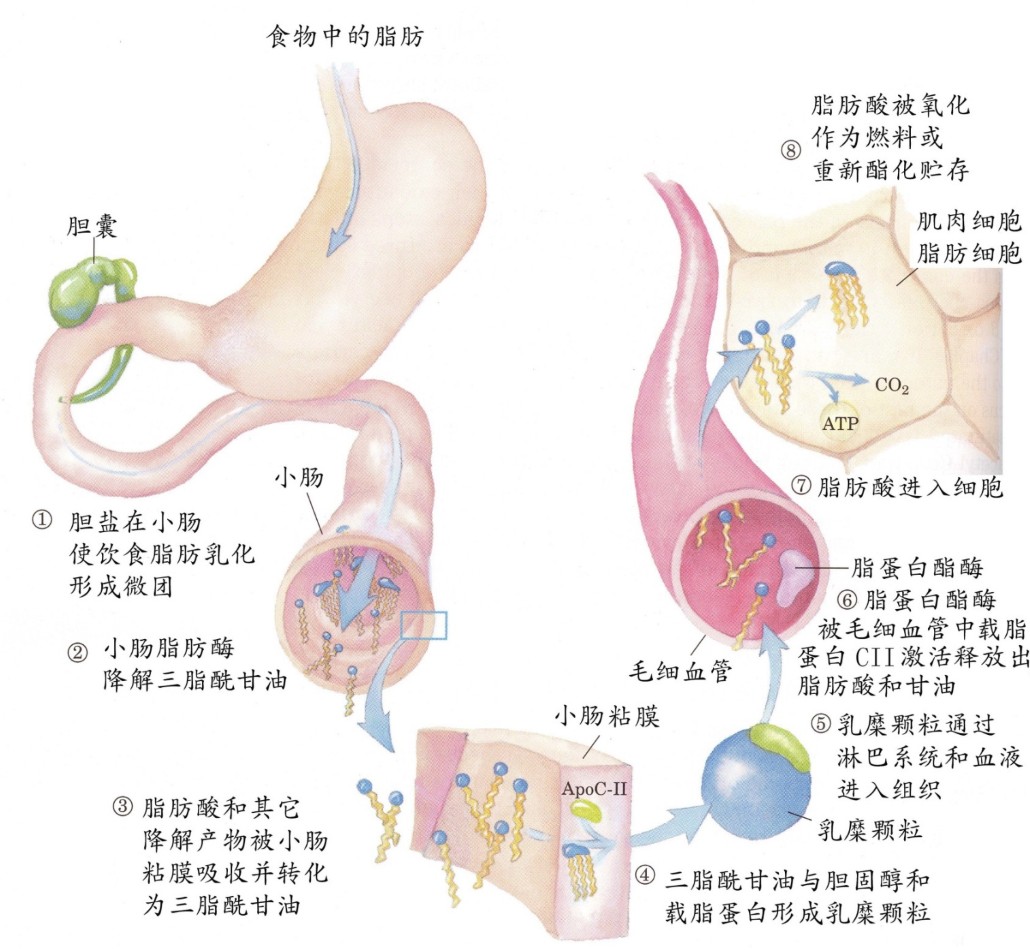 脂肪的消化吸收过程 脂肪酸大战