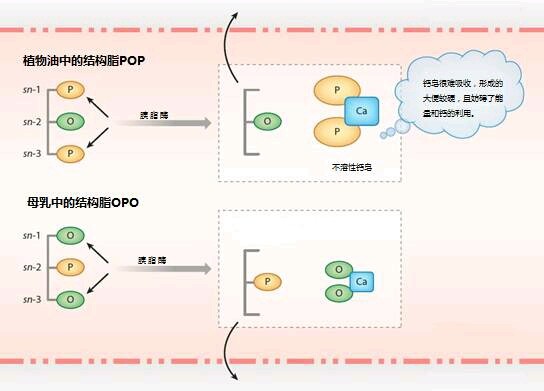 OPO与POP的不同命运 脂肪酸大战
