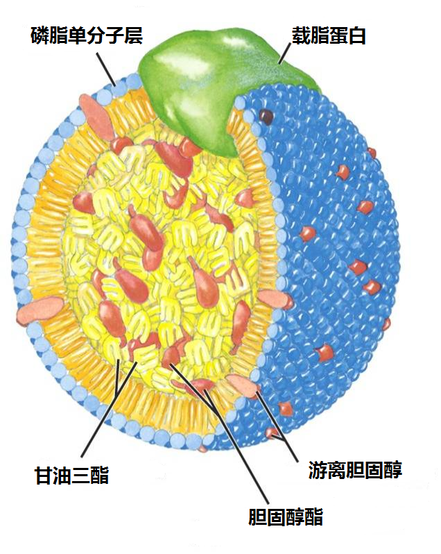 乳糜微粒 脂肪酸大战