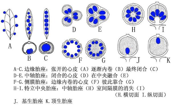 心皮-responsive 橘子、柚子为什么是一瓣一瓣的?