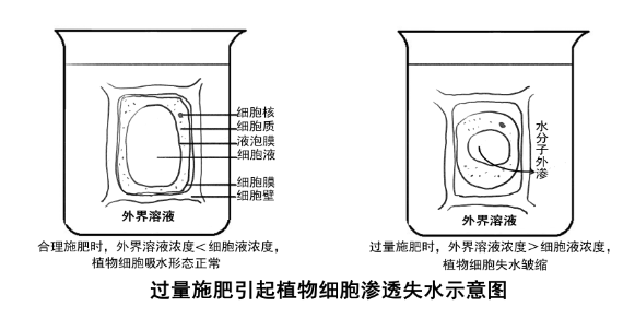 在农业生产中为何要对农作物合理施肥?