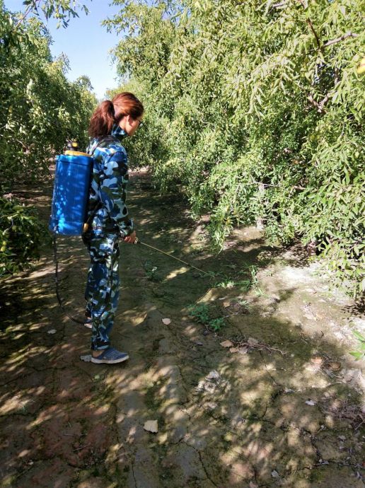 枣看植物学