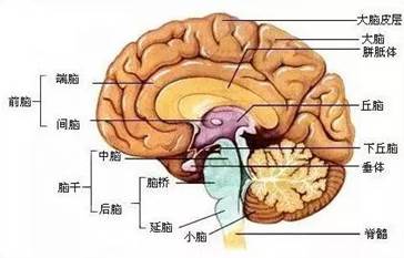 我饿了 不,你不饿!嘴馋与饥饿,你能分得清吗?