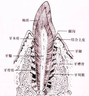 image002-responsive 冷热酸甜,怎么才能想吃就吃?
