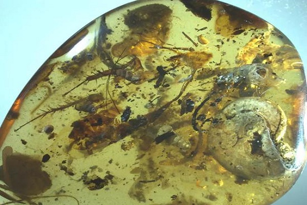 What?这块琥珀里有40余个生物,竟集齐了“海陆空”-responsive 这块琥珀里有40余个生物,竟集齐了“海陆空”