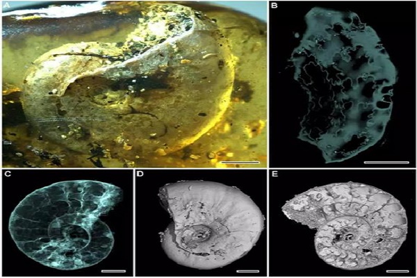 What?这块琥珀里有40余个生物,竟集齐了“海陆空”-responsive 这块琥珀里有40余个生物,竟集齐了“海陆空”