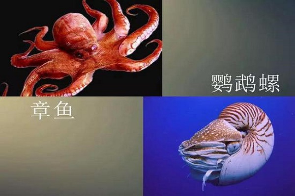 What?这块琥珀里有40余个生物,竟集齐了“海陆空”-responsive 这块琥珀里有40余个生物,竟集齐了“海陆空”