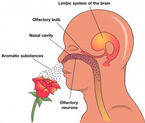 olfactory_diagram-300x255-responsive 香水迷人,粪便熏人,居然都是因为它?