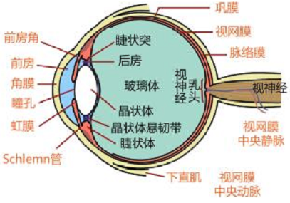 近视的“前世今生” 家有“近视娃”一定要看!