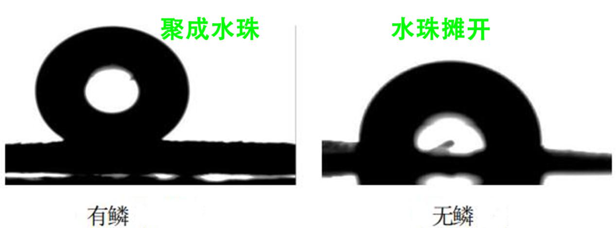 我们把荷叶放大了500倍,找到了它出淤泥而不染的原因