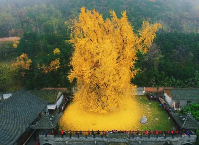 不死的银杏:我在没有你的世界生活了两亿七千万年