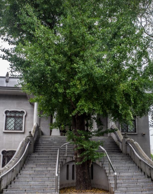 不死的银杏:我在没有你的世界生活了两亿七千万年