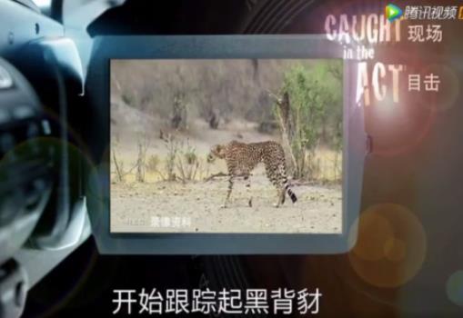 纪录片都是对的?数数这些年忽悠我们的槽点