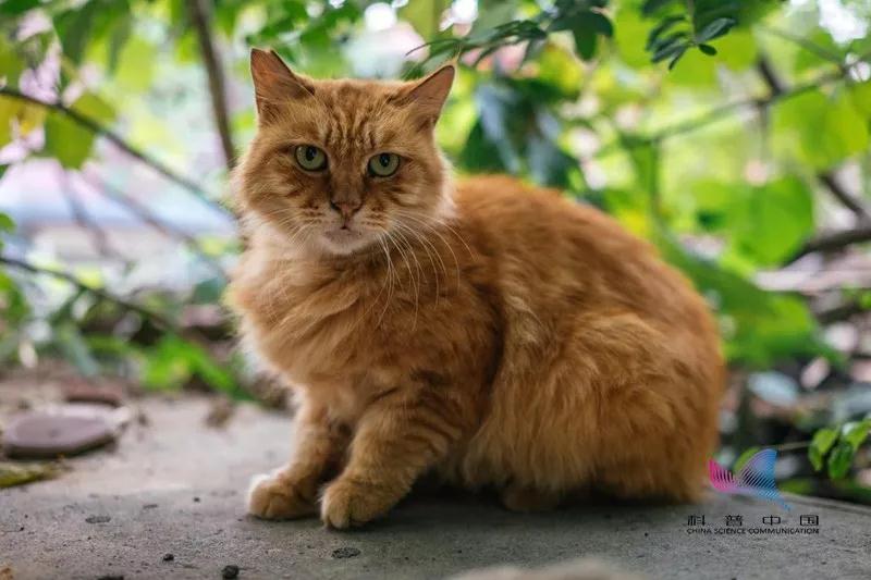 十个橘猫九个胖?今天让喵星人亲自告诉你…
