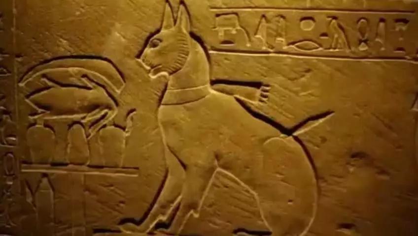 十个橘猫九个胖?今天让喵星人亲自告诉你…