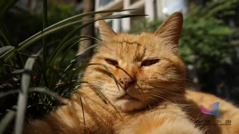 十个橘猫九个胖?今天让喵星人亲自告诉你…