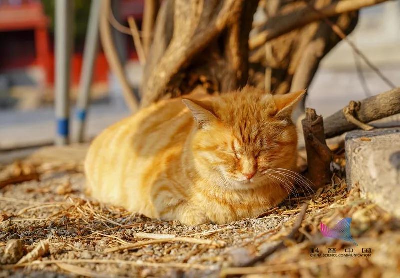 十个橘猫九个胖?今天让喵星人亲自告诉你…