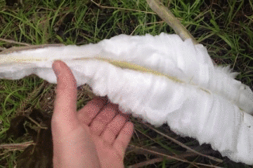 看过冰雪奇缘吗?现实版的那种