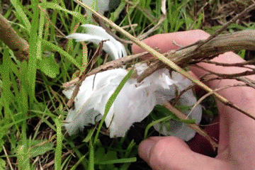 看过冰雪奇缘吗?现实版的那种