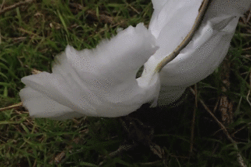 看过冰雪奇缘吗?现实版的那种