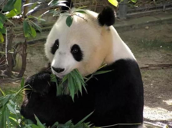 大熊猫是什么时候爱上竹子的?-responsive 大熊猫是什么时候爱上竹子的
