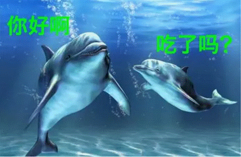 都说海豚聪明,到底聪明在哪?