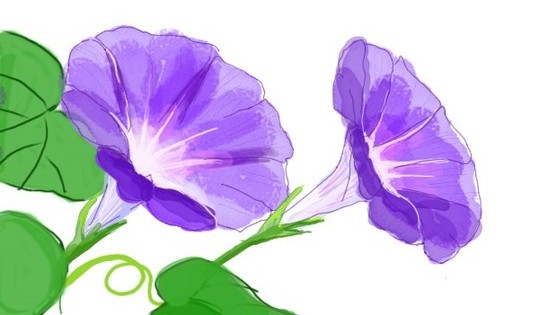 为什么牵牛花早上开放?