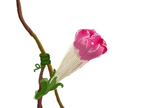 为什么牵牛花早上开放?