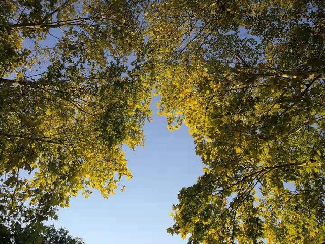 秋天网红景点打卡看红叶,看的到底是什么?