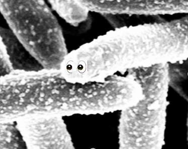 现实版“工作细胞” 稻草、玉米秸秆是如何变成生物燃料的?