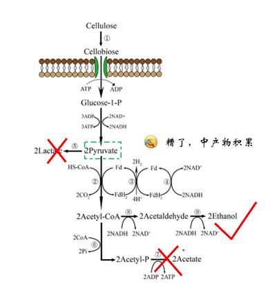 现实版“工作细胞” 稻草、玉米秸秆是如何变成生物燃料的?