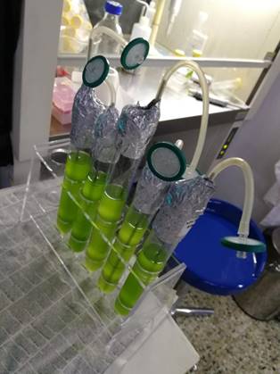现实版“工作细胞” 稻草、玉米秸秆是如何变成生物燃料的?