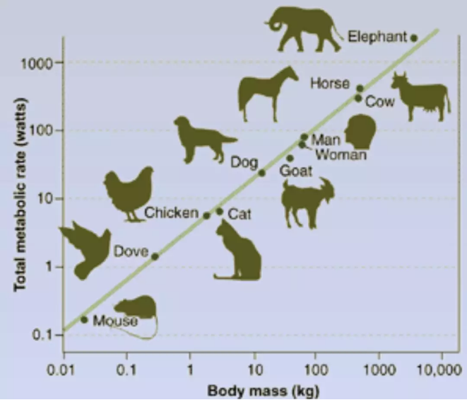 被水生生物吃掉的塑料,给环境研究带来新视角