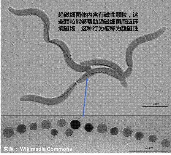 人真的拥有“第六感”—磁觉,然而对于路痴科学家还是无能为力