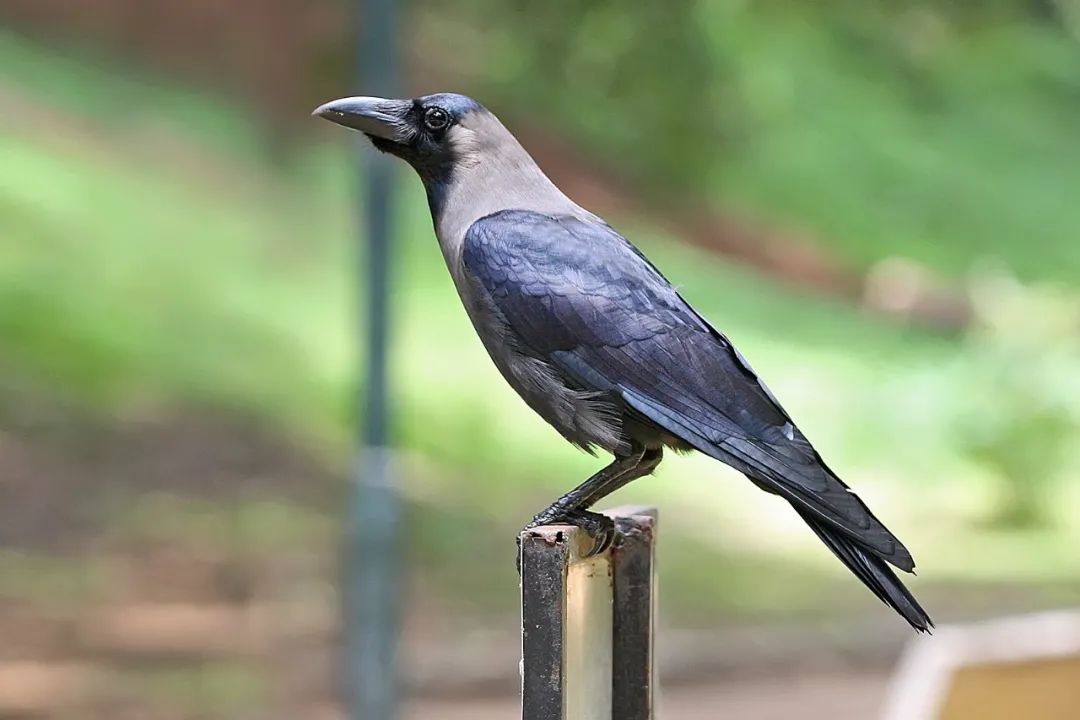 长得好看、唱得好听,它因此被关进了鸟笼