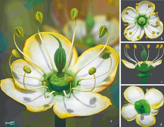 枝“浓缩”成花?花朵起源添新证