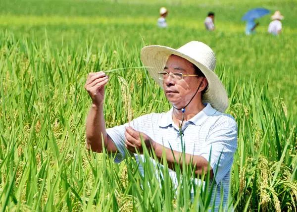 谢华安院士:让所有中国人都吃饱饭