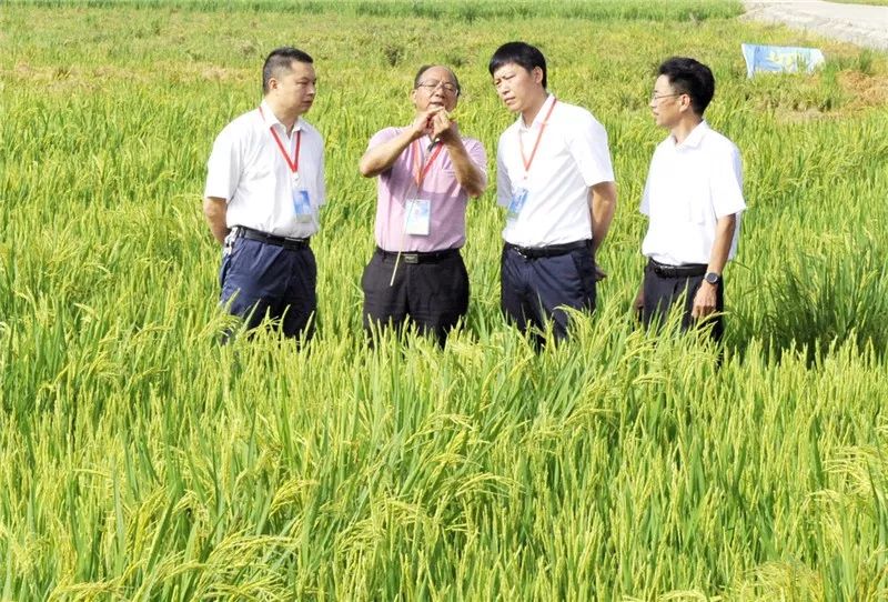 谢华安院士:让所有中国人都吃饱饭