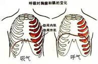 “鬼压床”?压垮你的可不是“鬼”,而是GABA