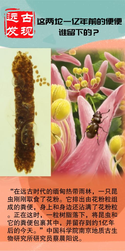 科学家发现1亿年前昆虫粪便化石