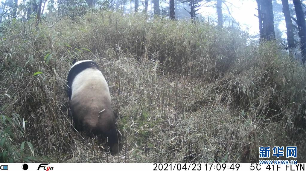 “猫脸”识别,荒野监测野生大熊猫