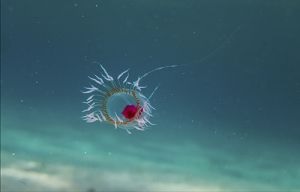 image13-responsive 青春之梦——抗衰老药物的进化史