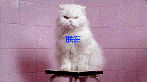 学了这么多年物理,可能你还不如猫