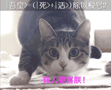 学了这么多年物理,可能你还不如猫
