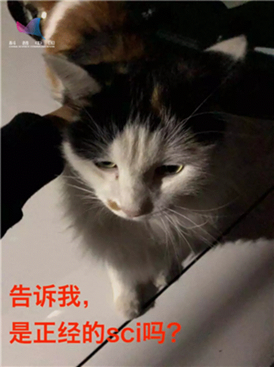 学了这么多年物理,可能你还不如猫