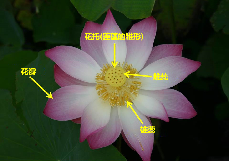 外表高冷内心火热,没错说的就是荷花