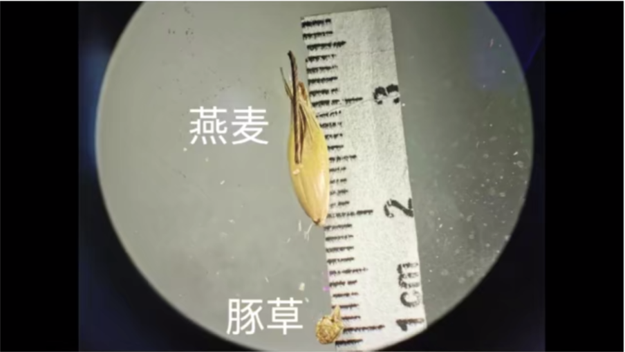 粮战不止,从“豚草事件”看中国进口粮二三事
