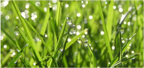 植物晚上在干啥?吐水给敌人的敌人“屯粮”